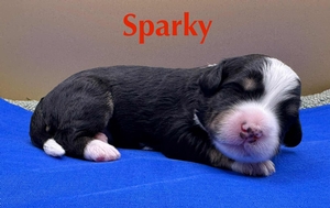 Sparky