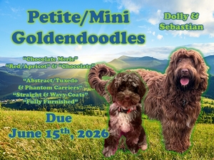 Mini Goldendoodles (Dolly & Sebastian)