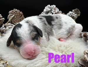 Pearl - F1B