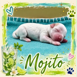 Mojito