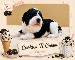 Cookies 'N Cream  - 