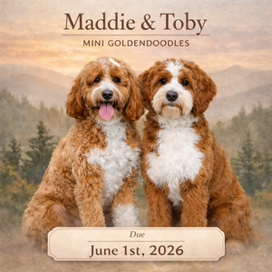 Maddie & Toby (Mini Goldendoodles)