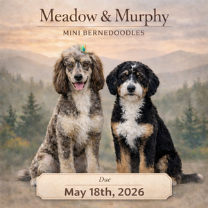 Meadow & Murphy (Mini Bernedoodles)