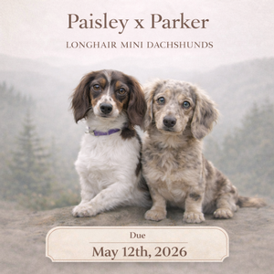 Paisley & Parker (C.K.C. Mini  Longhair Dachshunds)