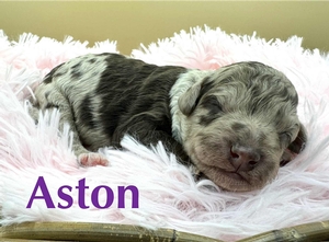 Aston