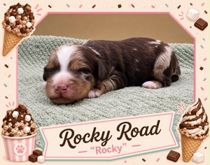 Rocky Road - 