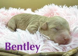 Bentley