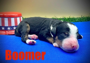 Boomer