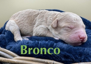 Bronco