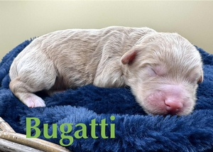 Bugatti