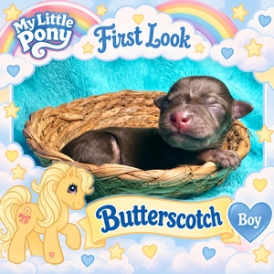 Butterscotch