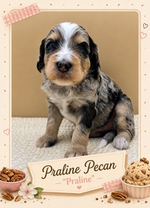 Praline Pecan - 
