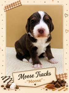 Moose Tracks - 