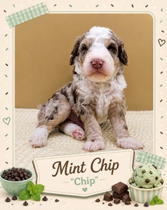 Mint Chip - 