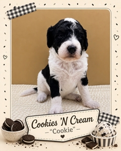 Cookies 'N Cream  - 