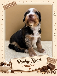 Rocky Road - 