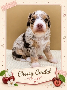 Cherry Cordal - 