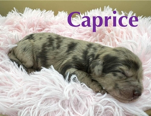 Caprice