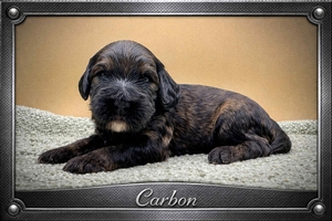 Carbon