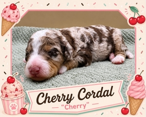 Cherry Cordal - 
