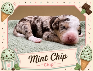 Mint Chip - 