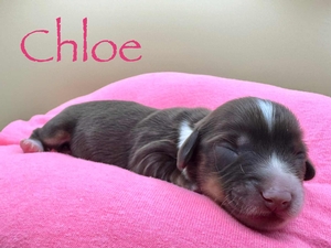 Chloe