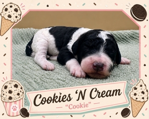 Cookies 'N Cream  - 