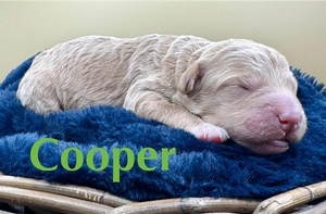 Cooper