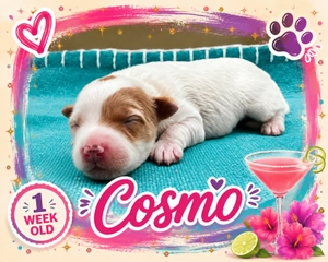 Cosmo
