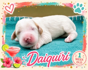 Daiquiri
