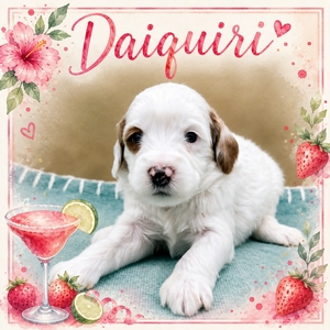 Daiquiri