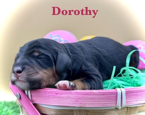 Dorothy