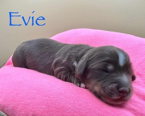 Evie