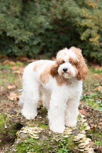 Mini Golden Doodles