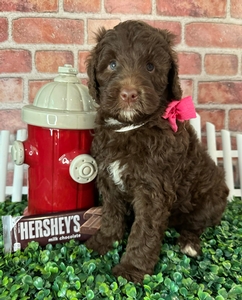 Olive (Hershey)