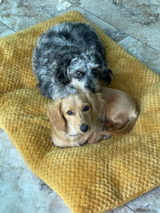 Mini Dachshunds Breed Photo