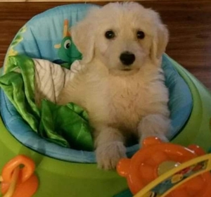 Mini Goldendoodles Breed Photo