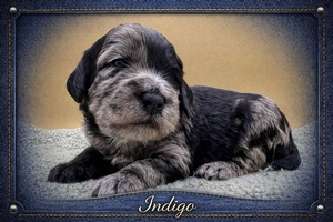 Indigo