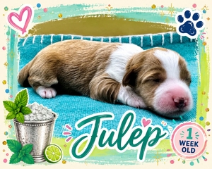 Julep