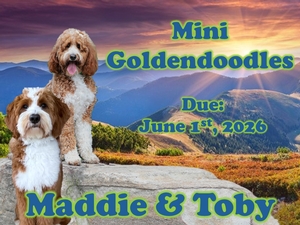 Maddie & Toby (Mini Goldendoodles)