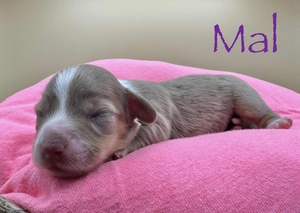 Mal