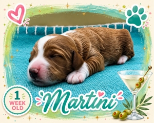 Martini