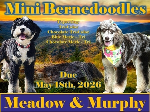 Meadow & Murphy (Mini Bernedoodles)