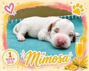 Mimosa