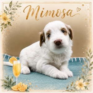 Mimosa