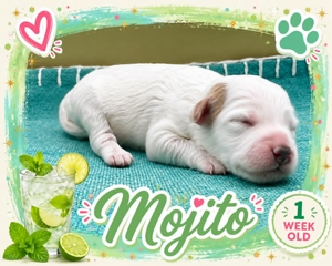 Mojito
