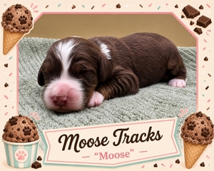 Moose Tracks - 