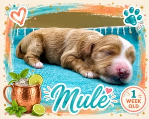 Mule