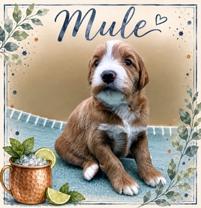 Mule
