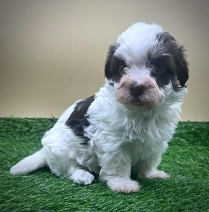 Portia (Guardian Opportunity)